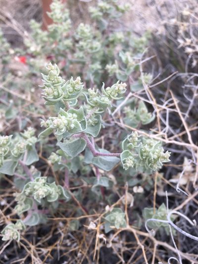 Atriplex parryi, photographed by Matt Berger