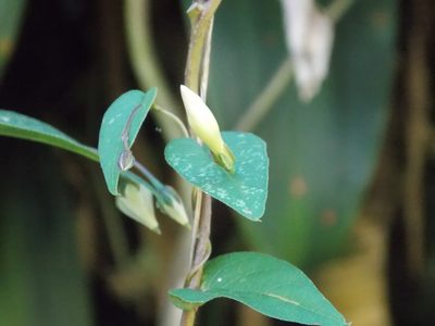 Ipomoea aristolochiifolia, photographed by Guillermo Huerta Ramos