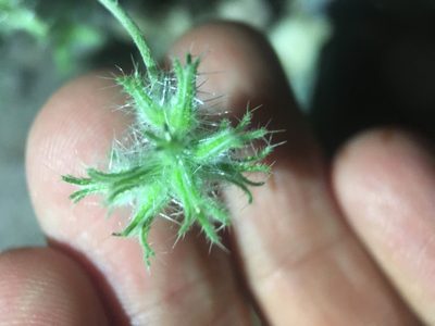 Cryptantha nevadensis, photographed by Matt Berger