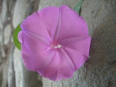 Ipomoea dumosa, photographed by Guillermo Huerta Ramos