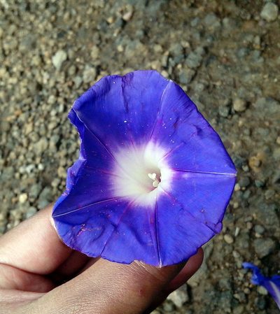 Ipomoea laeta, photographed by Guillermo Huerta Ramos