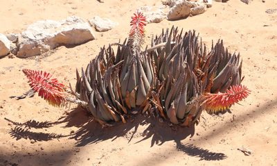 Aloe claviflora, photographed by Tony Rebelo