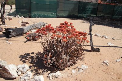 Aloe hereroensis, photographed by Tony Rebelo