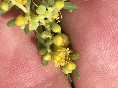 Zygophyllum simplex, photographed by Dave U