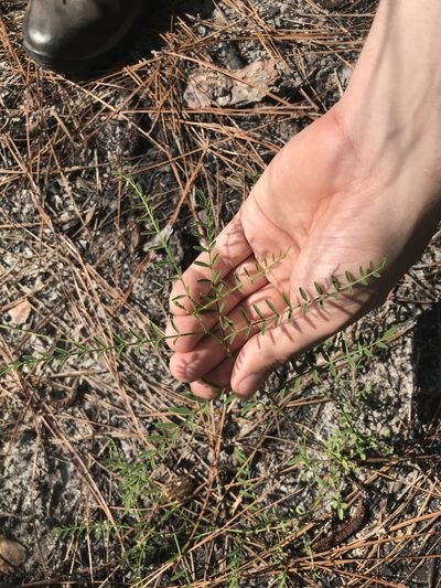 Astragalus michauxii, photographed by Brandon Wheeler