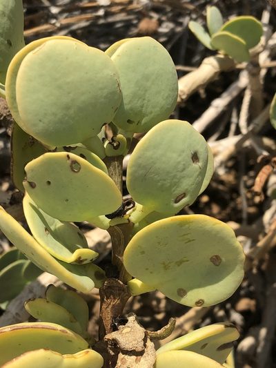 Zygophyllum stapffii, photographed by Dave U