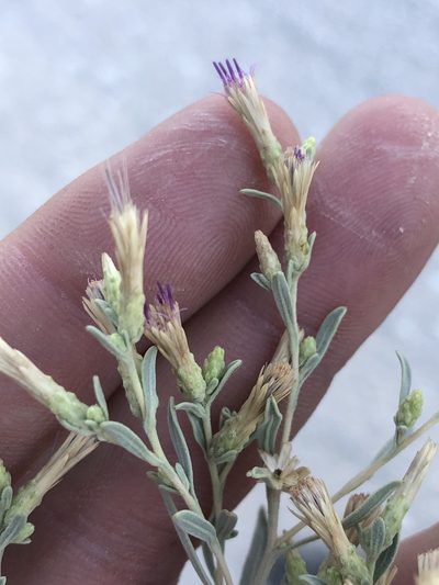 Pechuel-loeschea leubnitziae, photographed by Dave U