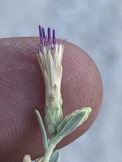 Pechuel-loeschea leubnitziae, photographed by Dave U