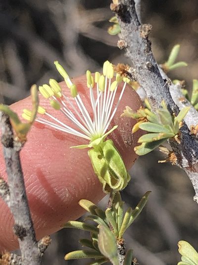 Maerua parvifolia, photographed by Dave U