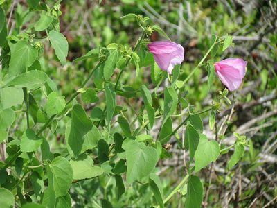 Sabdariffa furcellata, photographed by Katja Schulz
