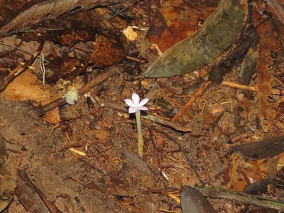 Voyria caerulea, photographed by Sidnei Dantas