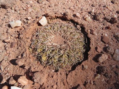 Gymnocalycium spegazzinii, photographed by Nicolas Olejnik