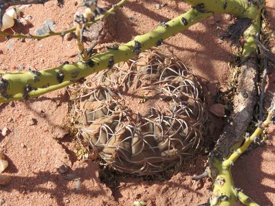 Gymnocalycium spegazzinii, photographed by Nicolas Olejnik
