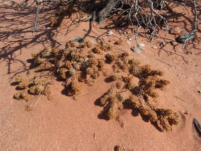 Tephrocactus molinensis, photographed by Nicolas Olejnik