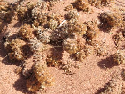 Tephrocactus molinensis, photographed by Nicolas Olejnik