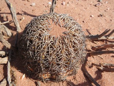 Gymnocalycium spegazzinii, photographed by Nicolas Olejnik