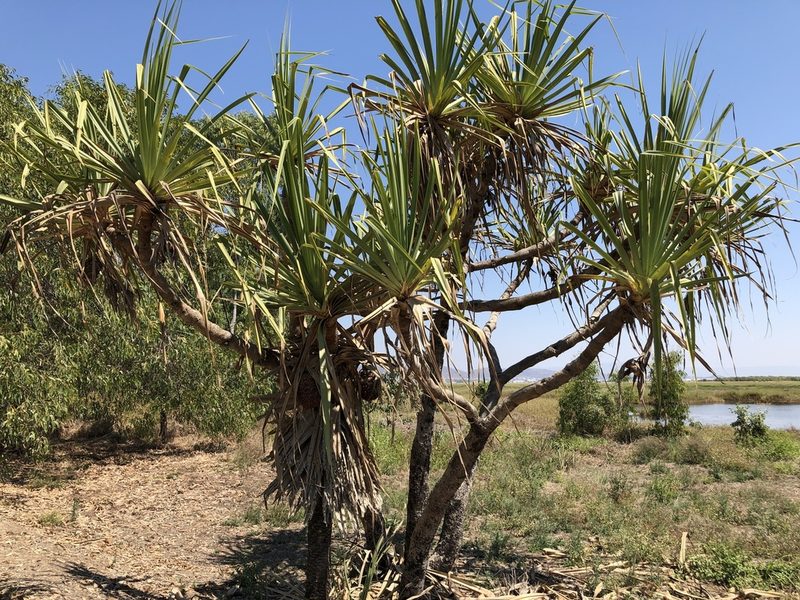 Pandanus cookii, photographed by elawrey