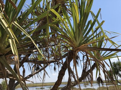 Pandanus cookii, photographed by elawrey