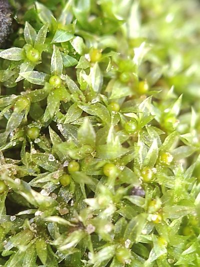Physcomitrium serratum, photographed by Rafael Medina