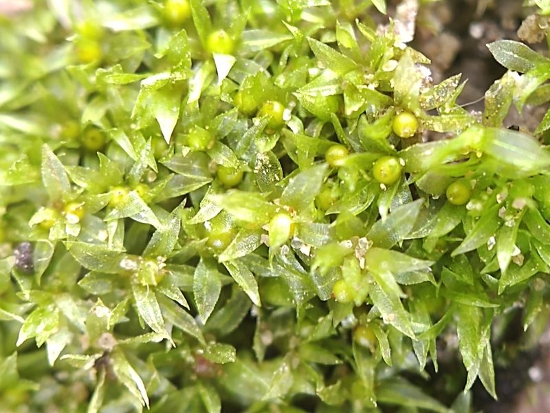 Physcomitrium serratum, photographed by Rafael Medina