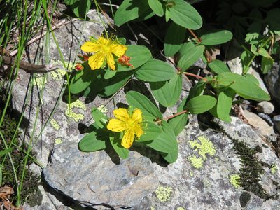 Hypericum kamtschaticum, photographed by Marco Mussita