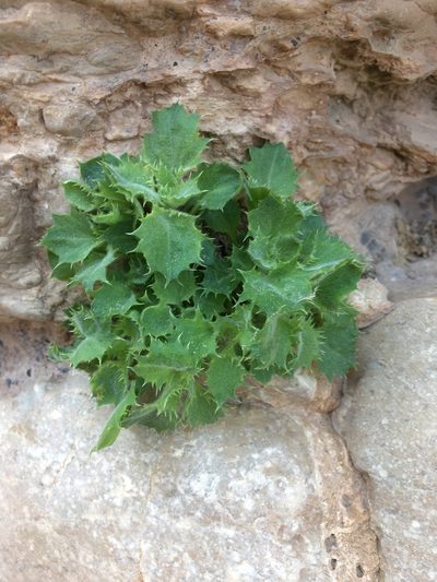Holmgrenanthe petrophila, photographed by Matt Berger
