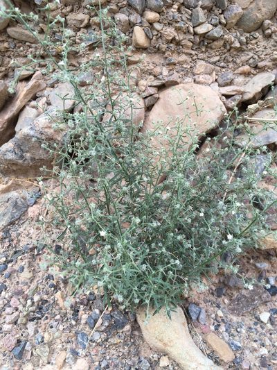 Johnstonella racemosa, photographed by Matt Berger