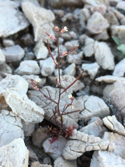 Sibara deserti, photographed by Matt Berger