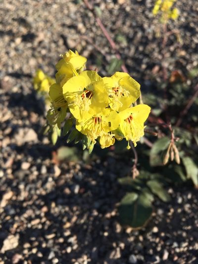 Chylismia munzii, photographed by Matt Berger