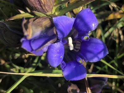 Gentiana puberulenta, photographed by Owen McElroy