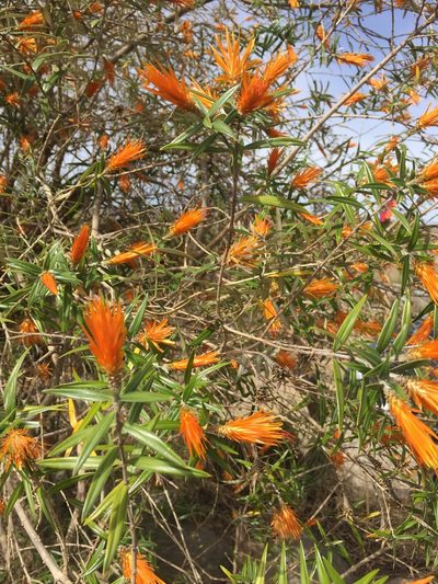 Chuquiraga calchaquina, photographed by karuquebec
