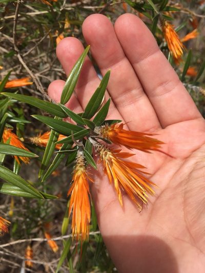 Chuquiraga calchaquina, photographed by karuquebec