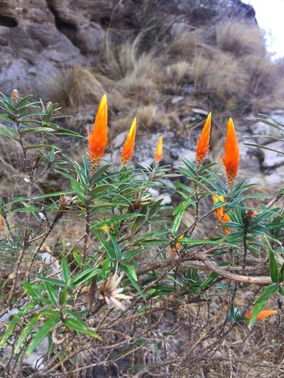 Chuquiraga calchaquina, photographed by karuquebec