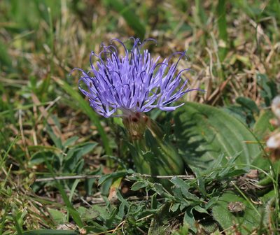 Carduncellus mitissimus, photographed by Sandy Rae