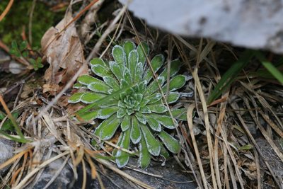 Saxifraga longifolia, photographed by Sandy Rae