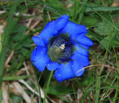 Gentiana occidentalis, photographed by Sandy Rae