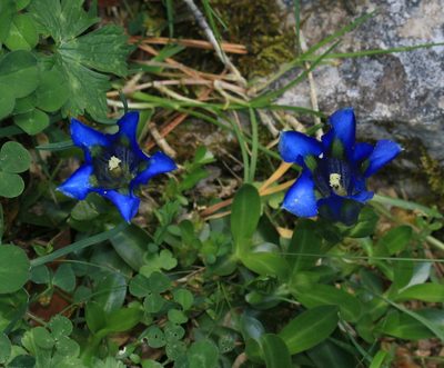 Gentiana occidentalis, photographed by Sandy Rae