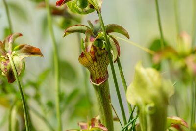 Sarracenia jonesii, photographed by kirk gardner