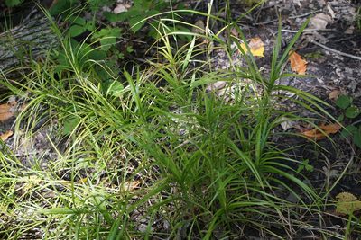 Carex muskingumensis, photographed by Mike B