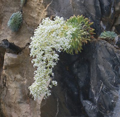 Saxifraga longifolia, photographed by Sandy Rae
