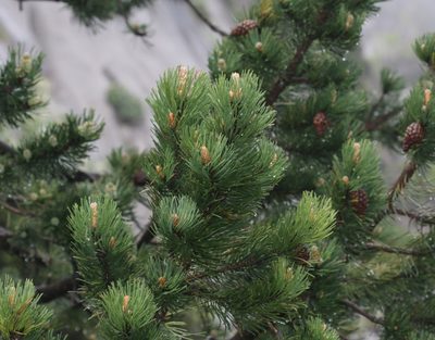 Pinus uncinata, photographed by Sandy Rae