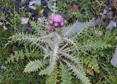 Carduus carlinoides, photographed by Sandy Rae