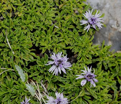 Globularia repens, photographed by Sandy Rae