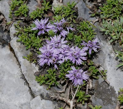 Globularia repens, photographed by Sandy Rae