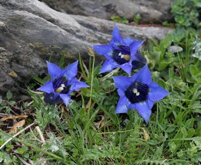 Gentiana occidentalis, photographed by Sandy Rae