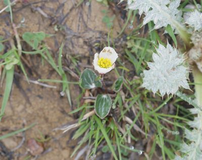Ranunculus parnassifolius, photographed by Sandy Rae
