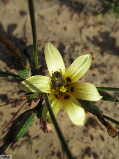 Romulea montana, photographed by Chris Vynbos