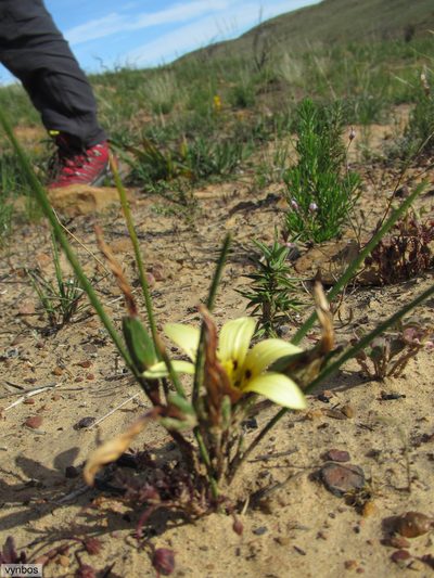 Romulea montana, photographed by Chris Vynbos