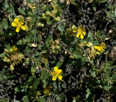Helianthemum squamatum, photographed by Sandy Rae