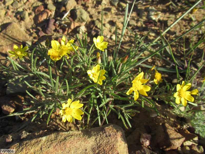 Rhynchopsidium pumilum, photographed by Chris Vynbos